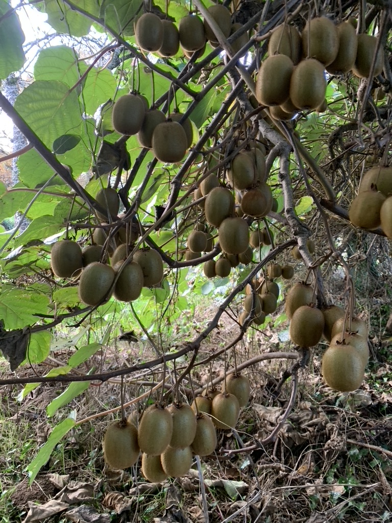 Grappe de kiwi